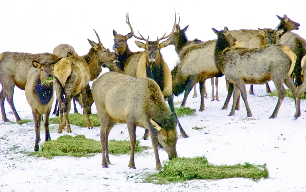 Mild winter keeps elk numbers down at Elkhorn Wildlife Area sites in Baker, Union counties