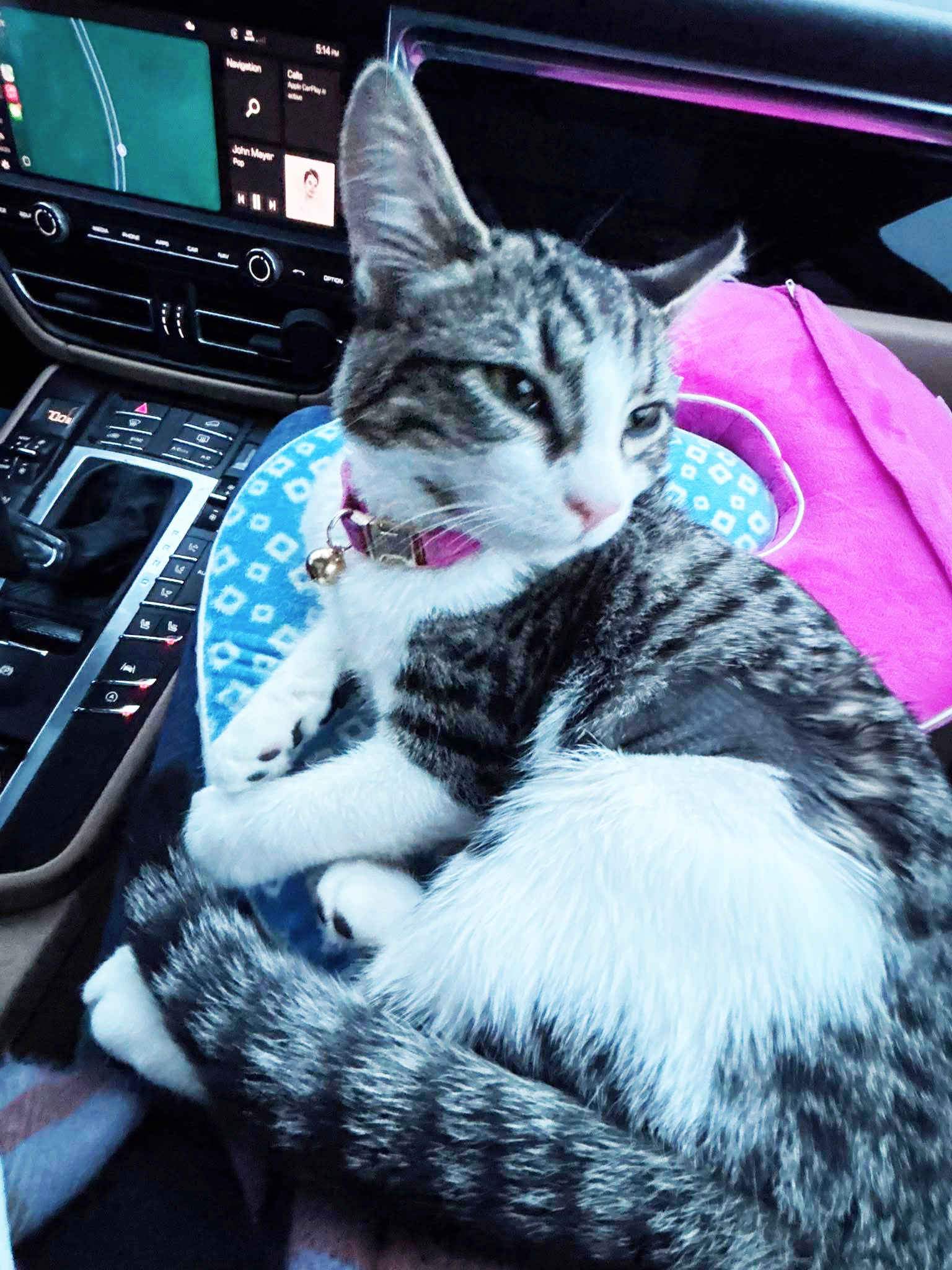 Baker City residents concerned about deaths of 2 cats, from adjacent homes, in a few weeks