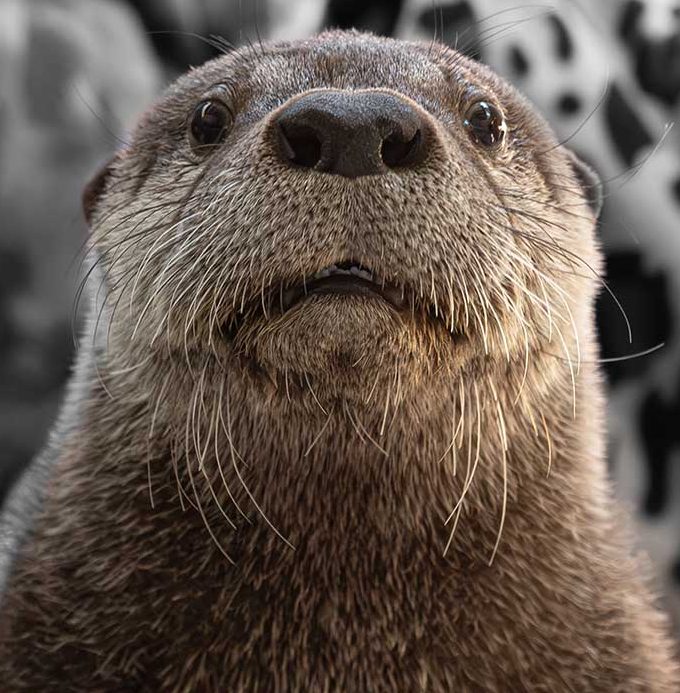 Otter-in-Think-Wild-enclosure-photo-cred