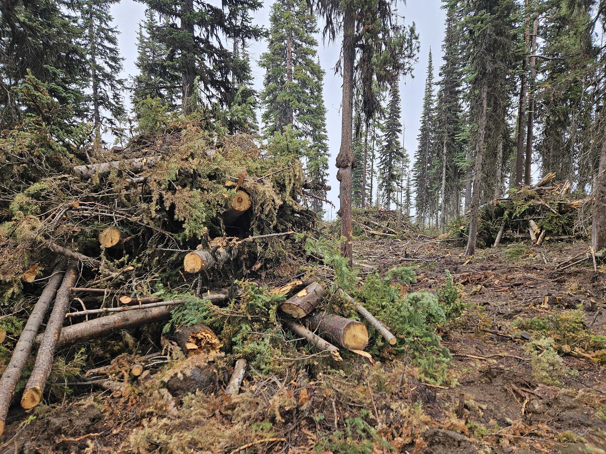Oregon’s Wyden and Merkley join 10 other Democratic senators in questioning Forest Service chief about wildfire risk reduction work